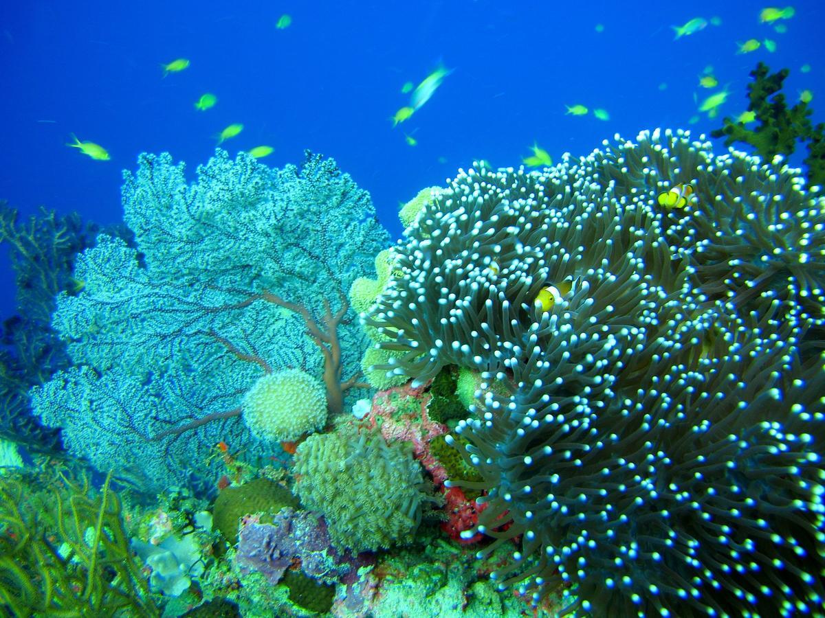 Cabilao Sunset Dive & Beach Resort Loon Esterno foto